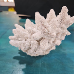 Vintage White Finger Coral -6.5