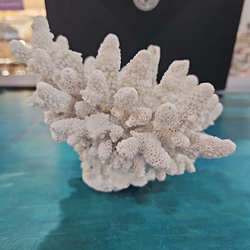 Vintage White Finger Coral -6.5"L x 6" W x 5.5"H