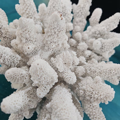 Vintage White Finger Coral -6.5