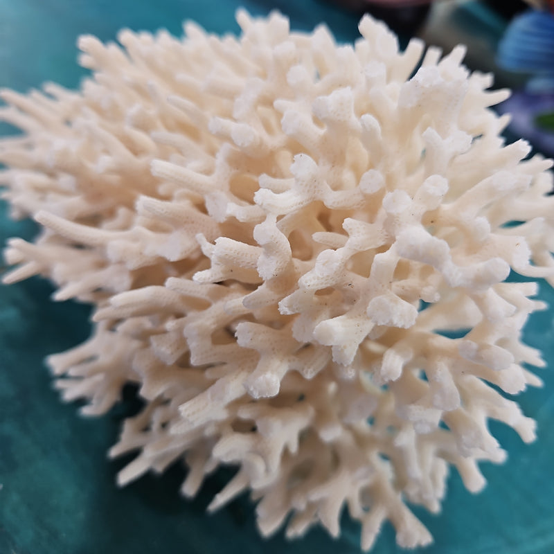 Vintage Birdsnest Coral - 6.5"