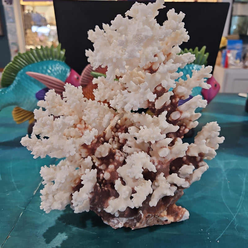 Vintage Brownstem Coral - 7.5