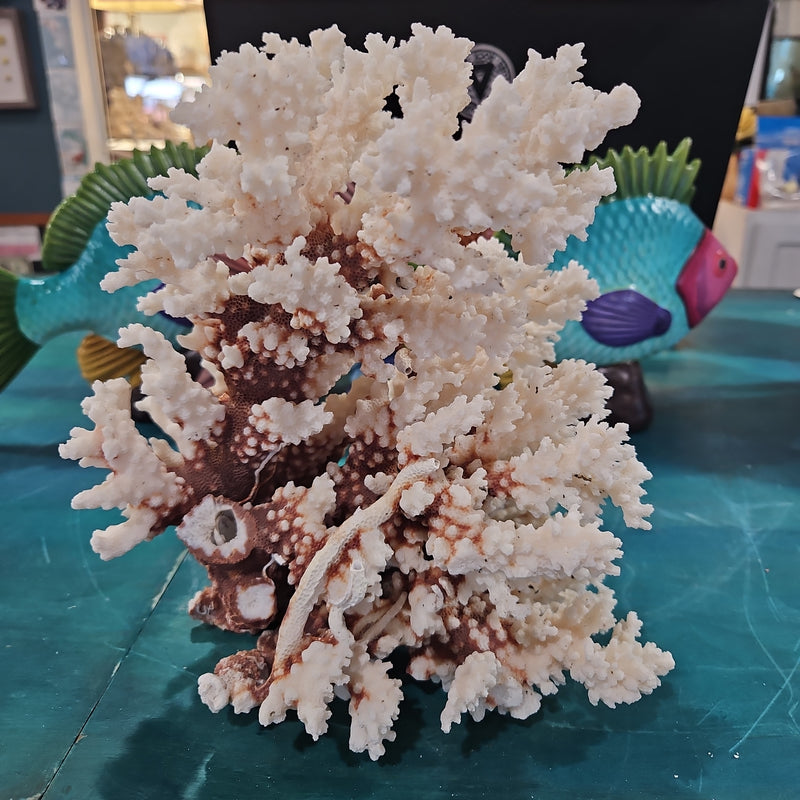 Vintage Brownstem Coral - 7.5