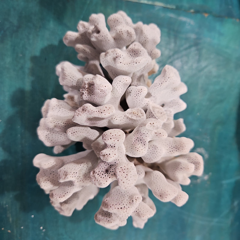 Vintage Blue Ridge Coral - 6.5 " W x 4.5 "H