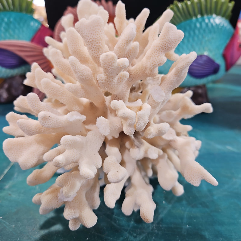 Vintage Branch Coral - 7"