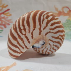Chambered Tiger Nautilus 4