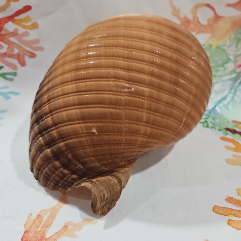 Large Tonna Shells 7"-8"
