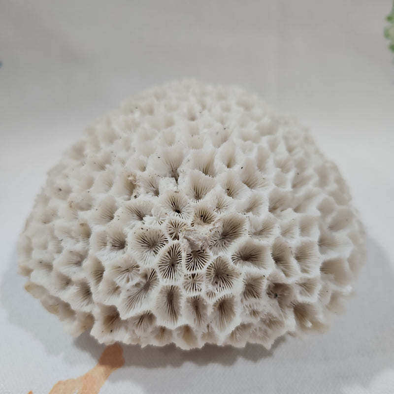 Vintage Brain Coral- 4.5"