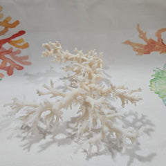 Vintage White Lace Coral -6