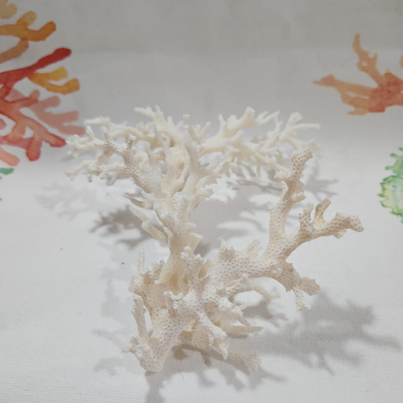 Vintage White Lace Coral -6"x5"