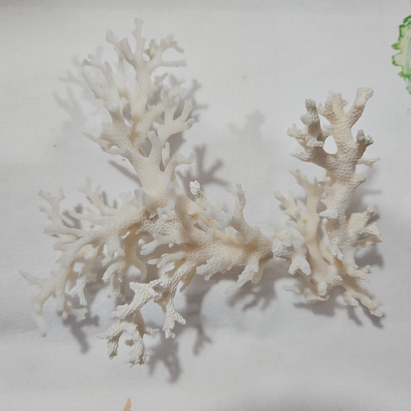 Vintage White Lace Coral -6"x5"