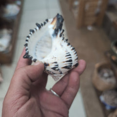 Black & White Murex Shell-  MUREX NIGRITUS