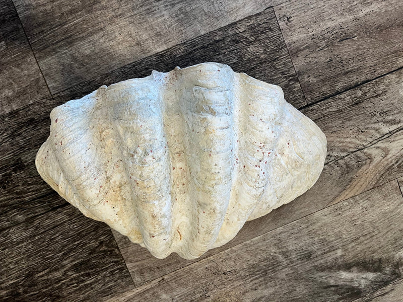 18" Large Giant tridacna gigas clam - Loving Coastal Living