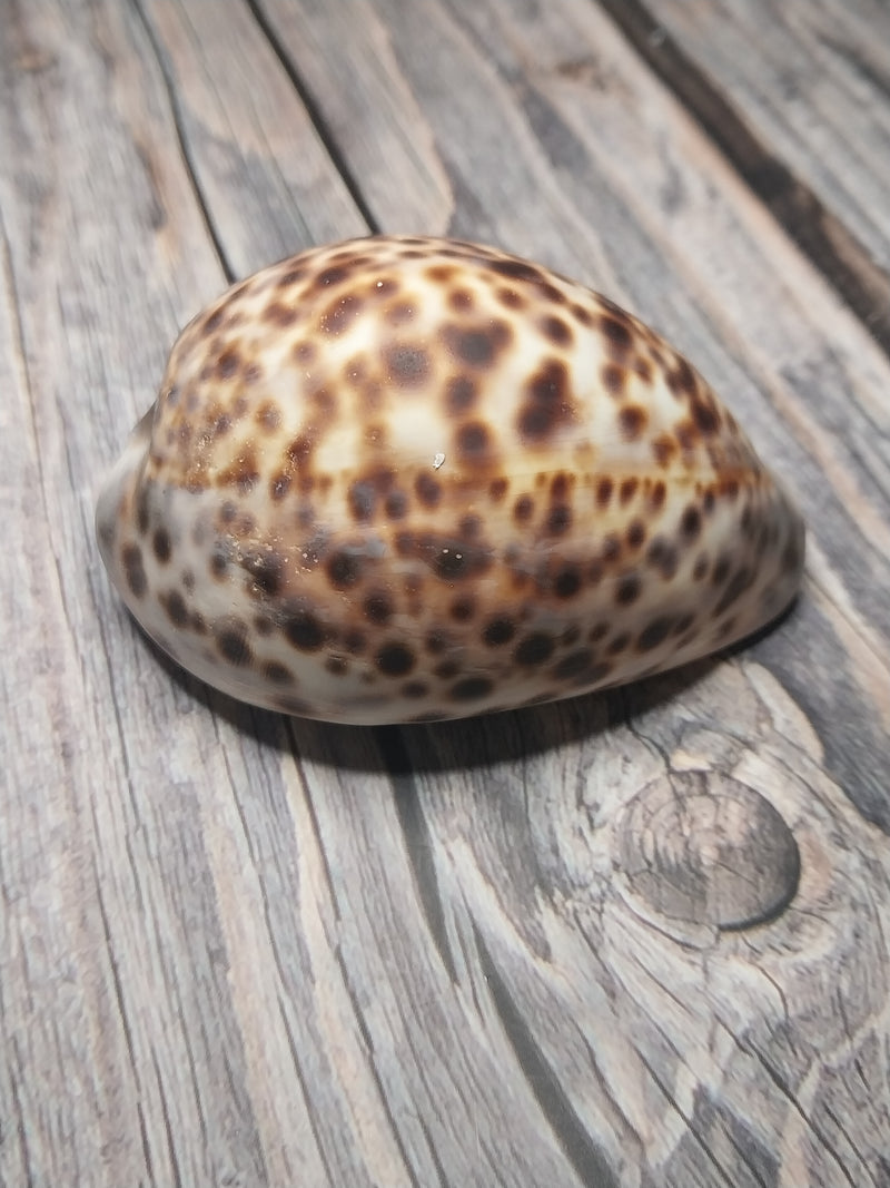 A Tiger Cowrie Shell, Grade B, resting on a rustic wooden surface. Displaying the leopard-like spotted pattern unique to tiger cowries. The shells vary in appearance, with natural imperfections and a less glossy finish.