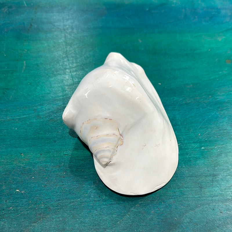 Strombus latissimus aka Milk Conch Shell, White