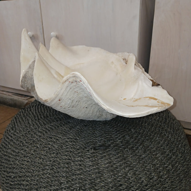 29" Giant clam shell half