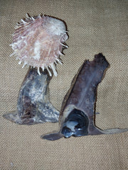 Hammer winged oyster spondylus