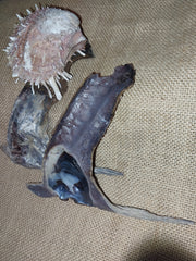 Hammer winged oyster spondylus