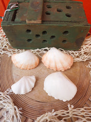 Mini tridacna clam pairs