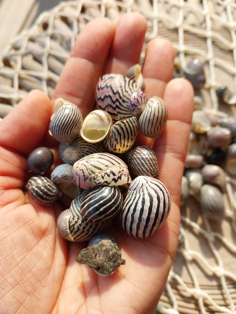 Purpley Mixed Nerita Snail Small Shells Seashells Black Purple White ZigZag Striped Spotted Pattern Art Crafts Sailor Valentine Supplies Spiral Top