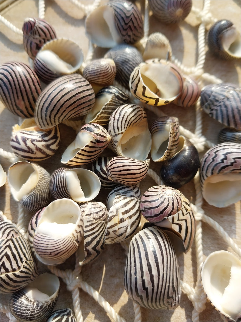 Purpley Mixed Nerita Snail Small Shells Seashells Black Purple White ZigZag Striped Spotted Pattern Art Crafts Sailor Valentine Supplies Spiral Top