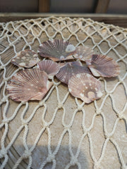 Baby flat scallops