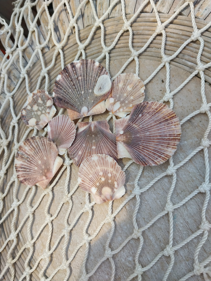 Baby flat scallops