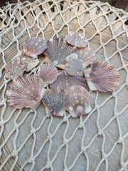 Baby flat scallops