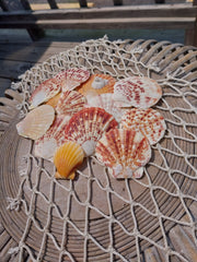 Lentigious Pecten Coral Scallop Shells