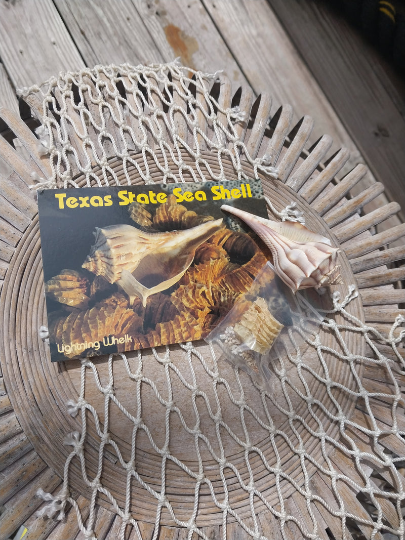 Texas State Sea Shell Gift Pack