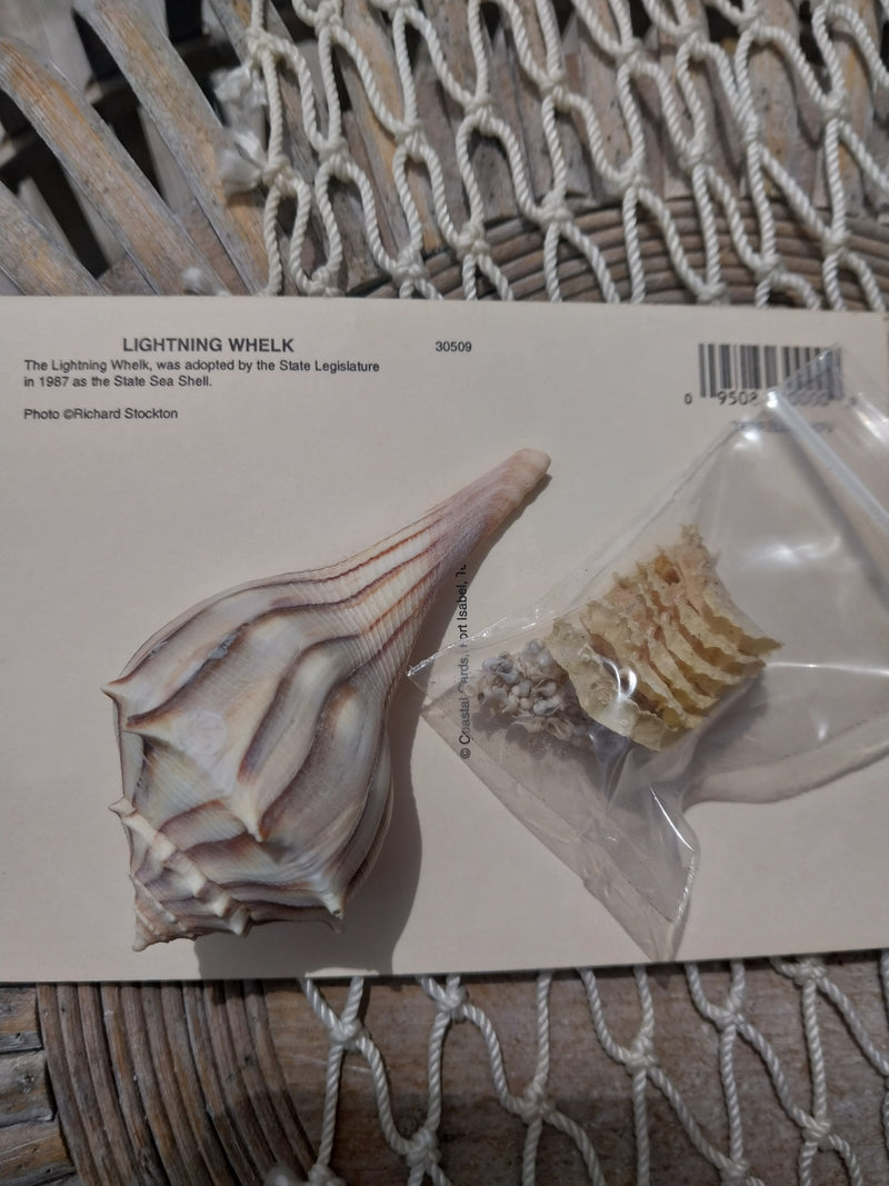 Texas State Sea Shell Gift Pack