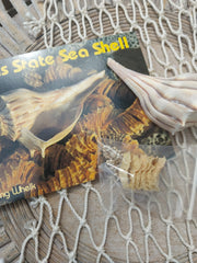 Texas State Sea Shell Gift Pack