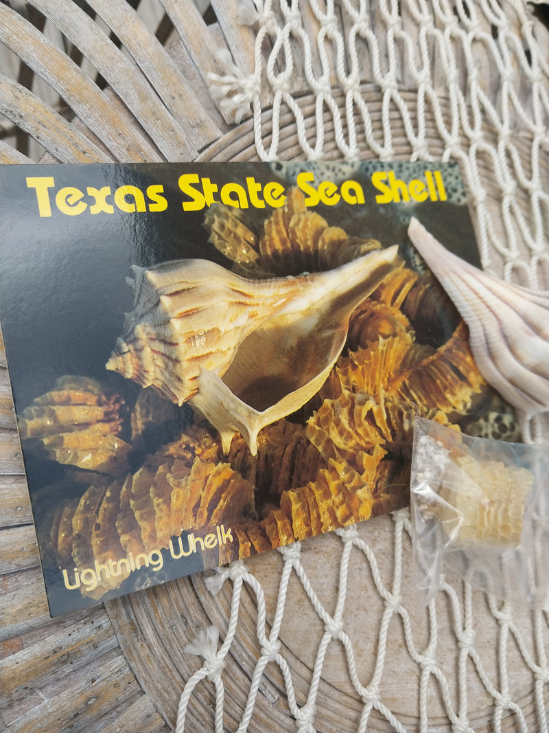 Texas State Sea Shell Gift Pack