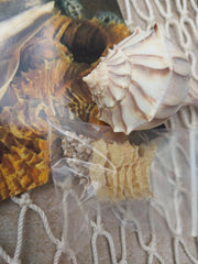 Texas State Sea Shell Gift Pack