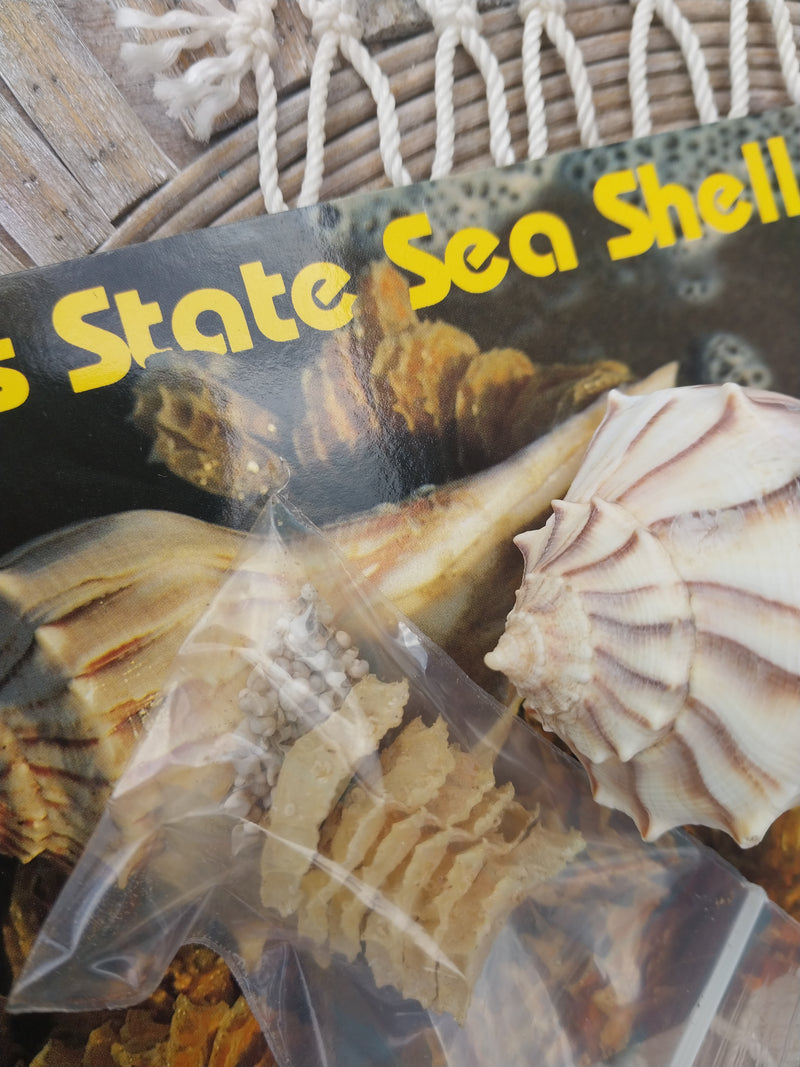 Texas State Sea Shell Gift Pack