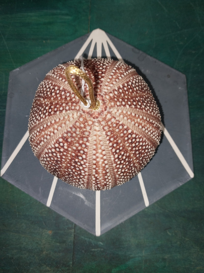 Rust English Urchin Ornament