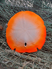 Painted Arrowhead Sand Dollar