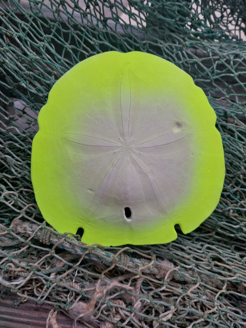 Painted Arrowhead Sand Dollar