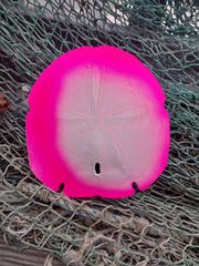 Painted Arrowhead Sand Dollar