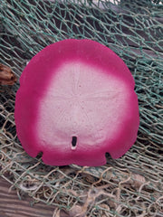 Painted Arrowhead Sand Dollar