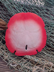 Painted Arrowhead Sand Dollar