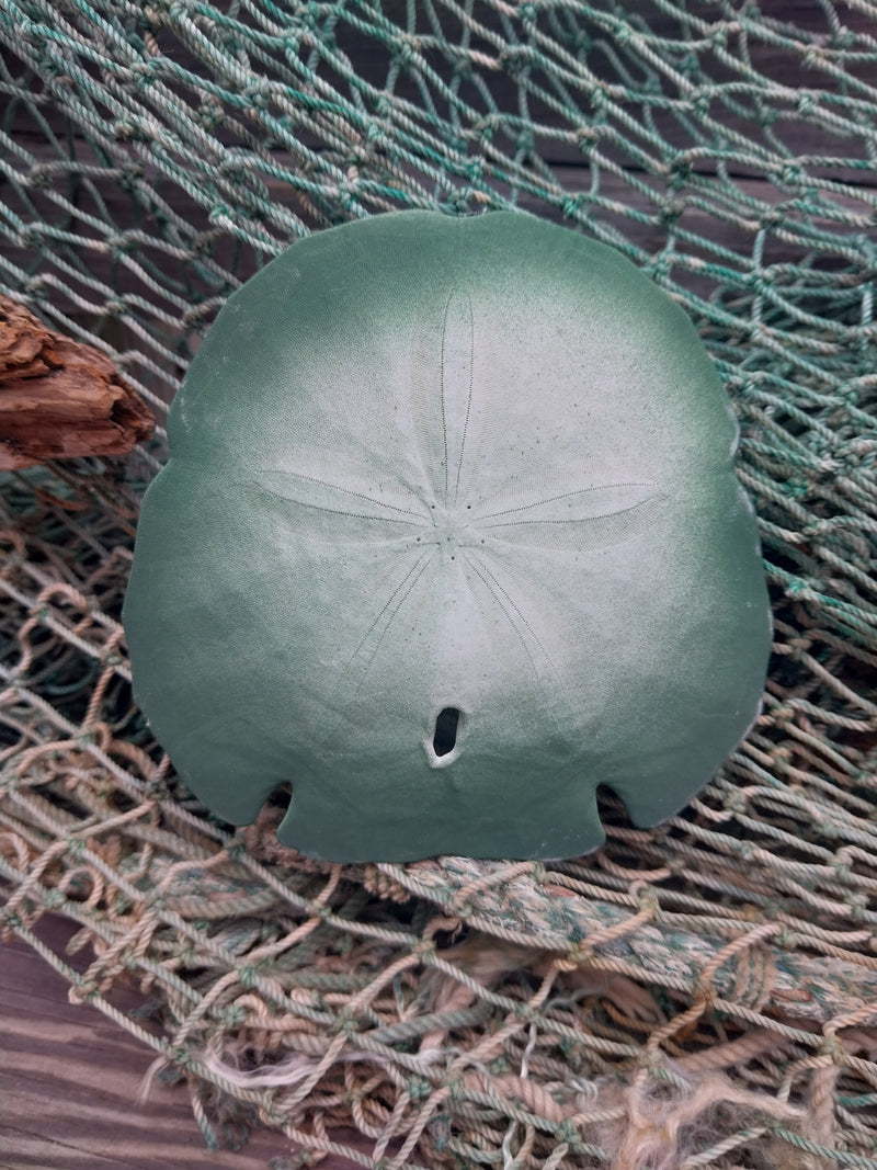 Painted Arrowhead Sand Dollar