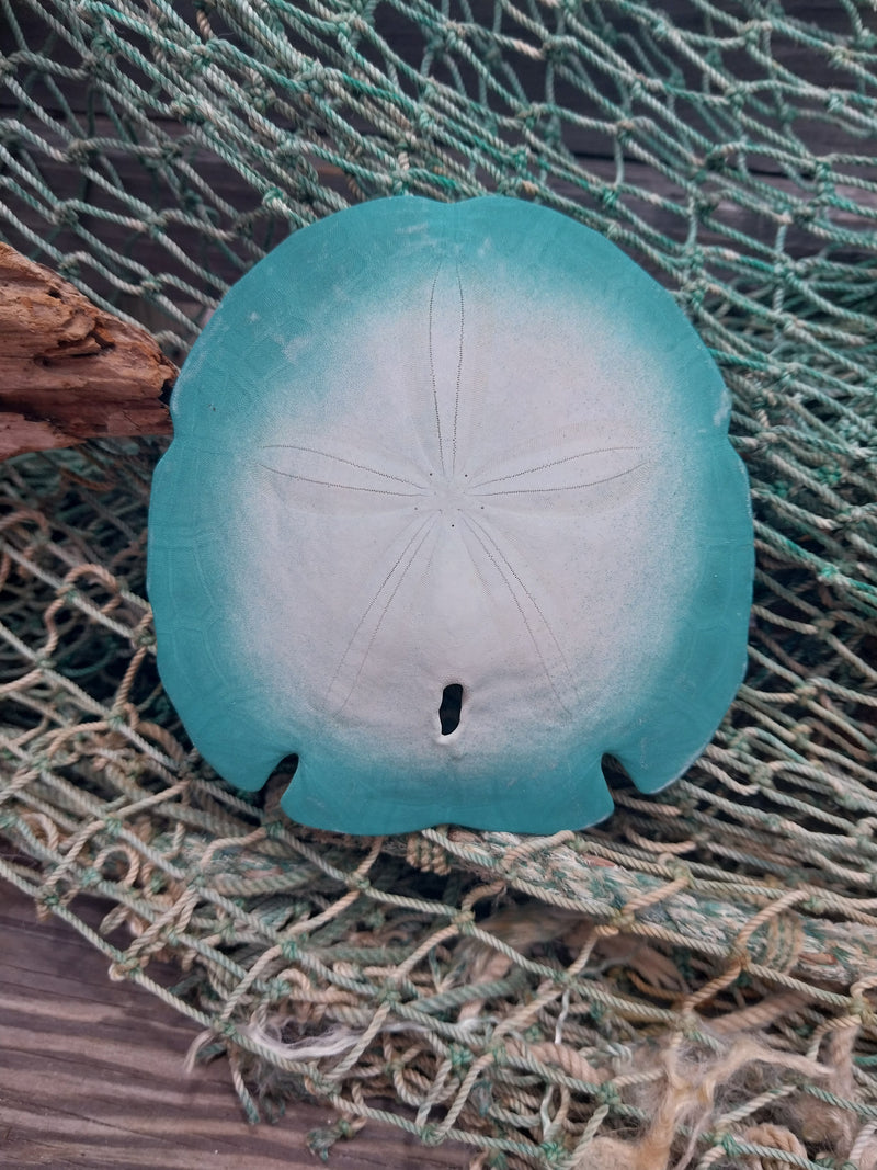 Painted Arrowhead Sand Dollar