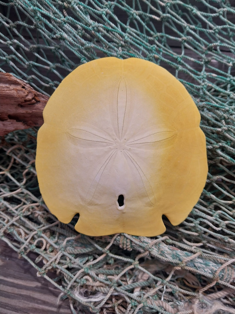 Painted Arrowhead Sand Dollar