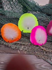 Painted Arrowhead Sand Dollar