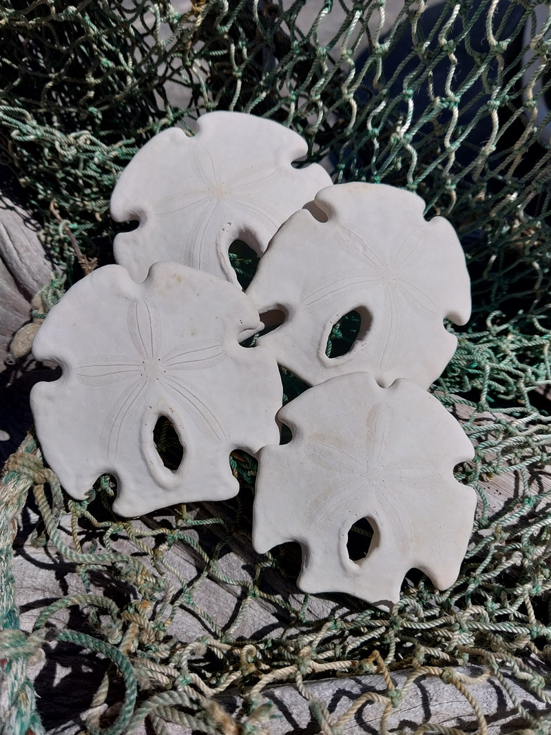 Mexican Keyhole Sand Dollar