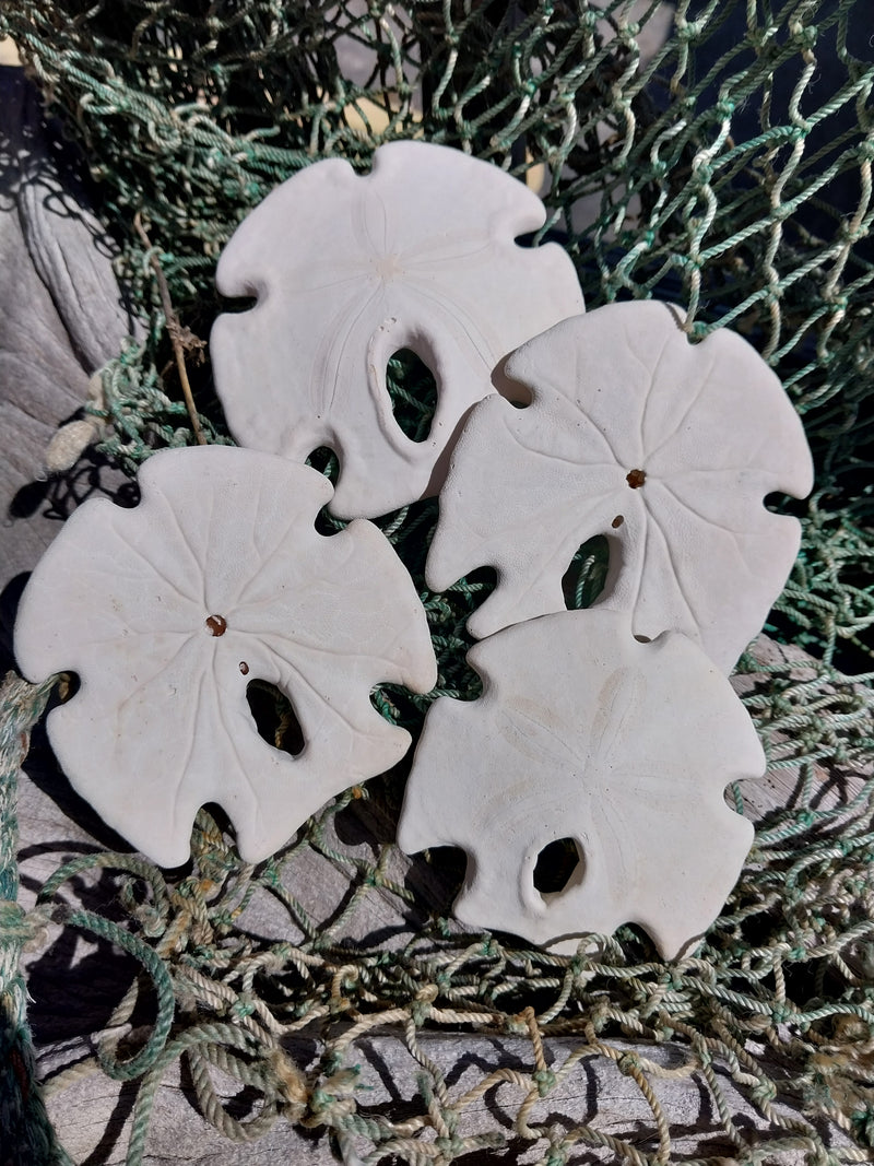 Mexican Keyhole Sand Dollar