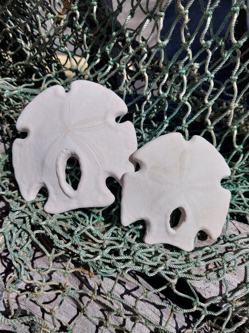 Mexican Keyhole Sand Dollar