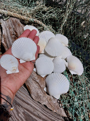 White Scallop Shell