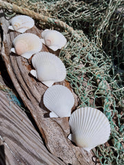 White Scallop Shell