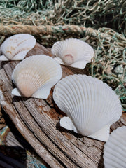 White Scallop Shell